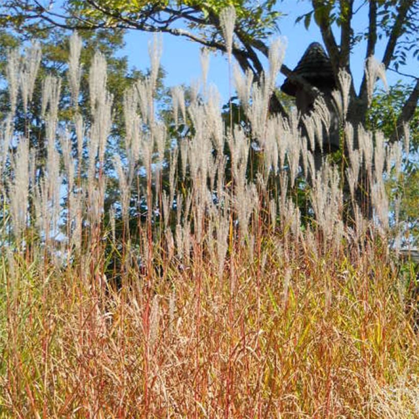 Miscanthus sinensis Purpurascens (Porte)