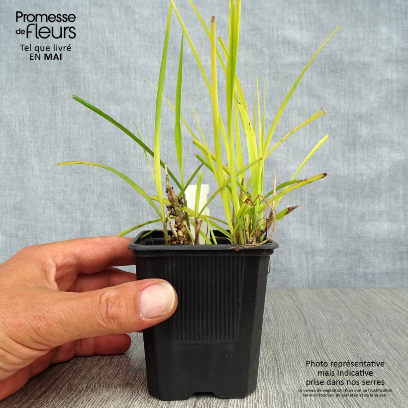 Miscanthus sinensis Purpurascens, Eulalie en godet de 9 cm Ejemplar entregado en la primavera