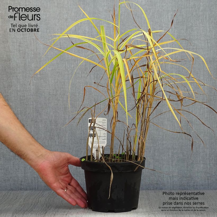 Ejemplar de Miscanthus sinensis Purpurascens, Eulalie en pot de 2/3 litres entregado en otoño