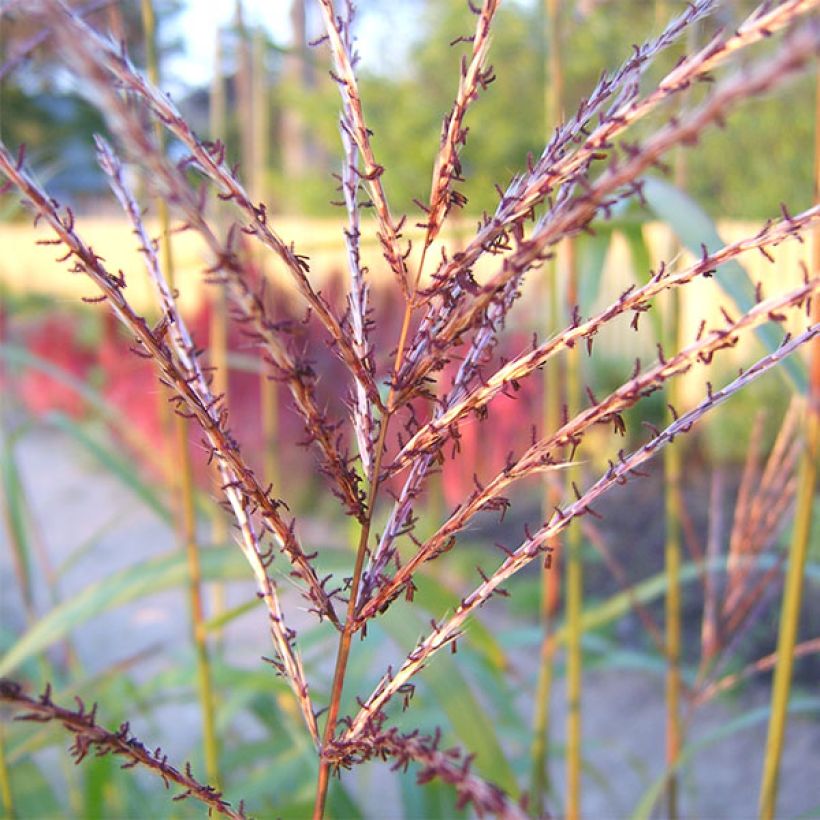 Miscanthus sinensis Rotsilber (Floración)