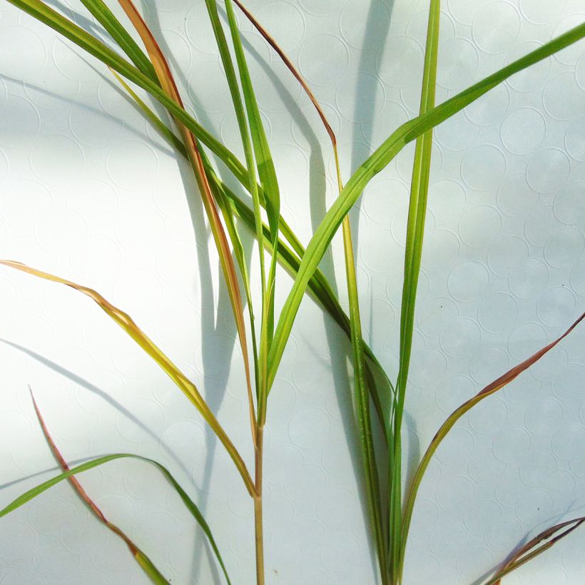 Miscanthus sinensis Silberfeder (Follaje)