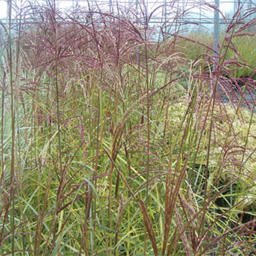 Miscanthus sinensis Silberspinne (Follaje)