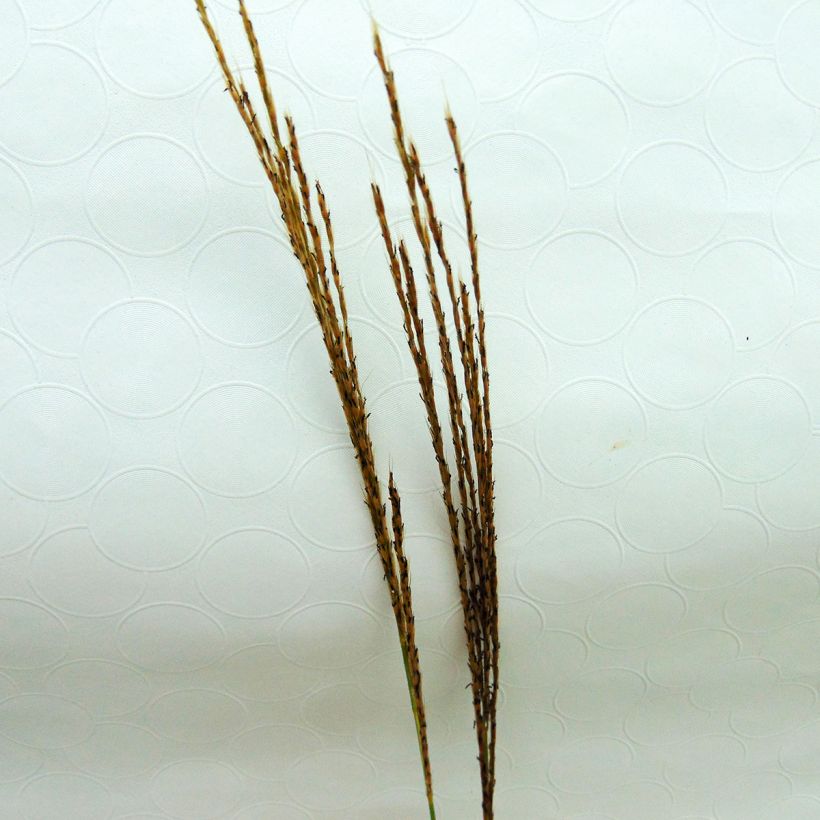 Miscanthus sinensis Silberspinne (Floración)