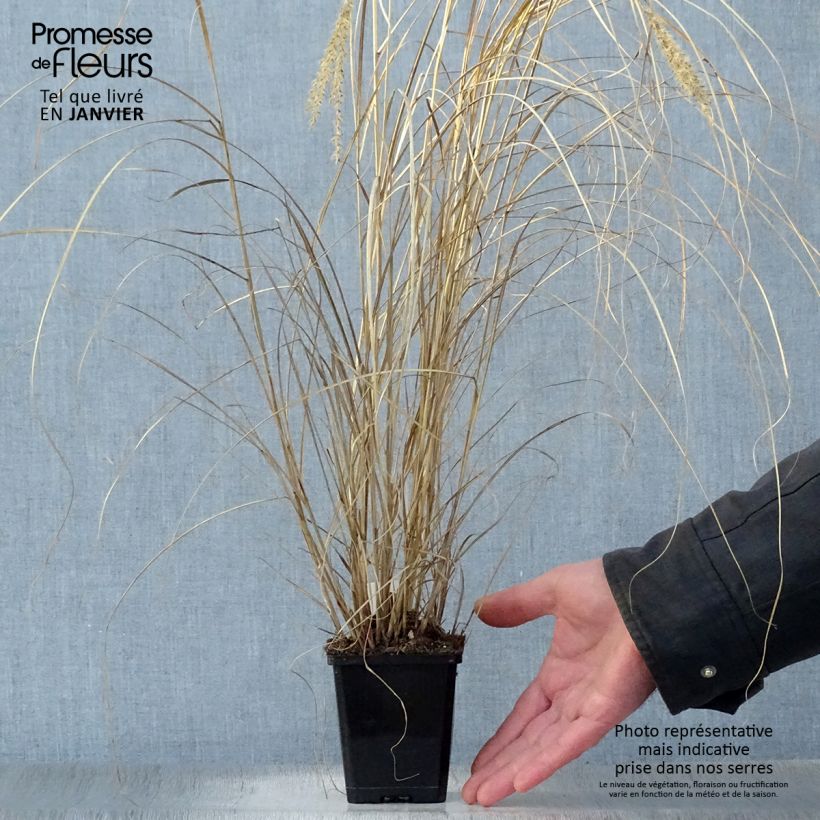 Miscanthus sinensis Silberspinne - Roseau de Chine Godet de 9cm Ejemplar entregado en invierno