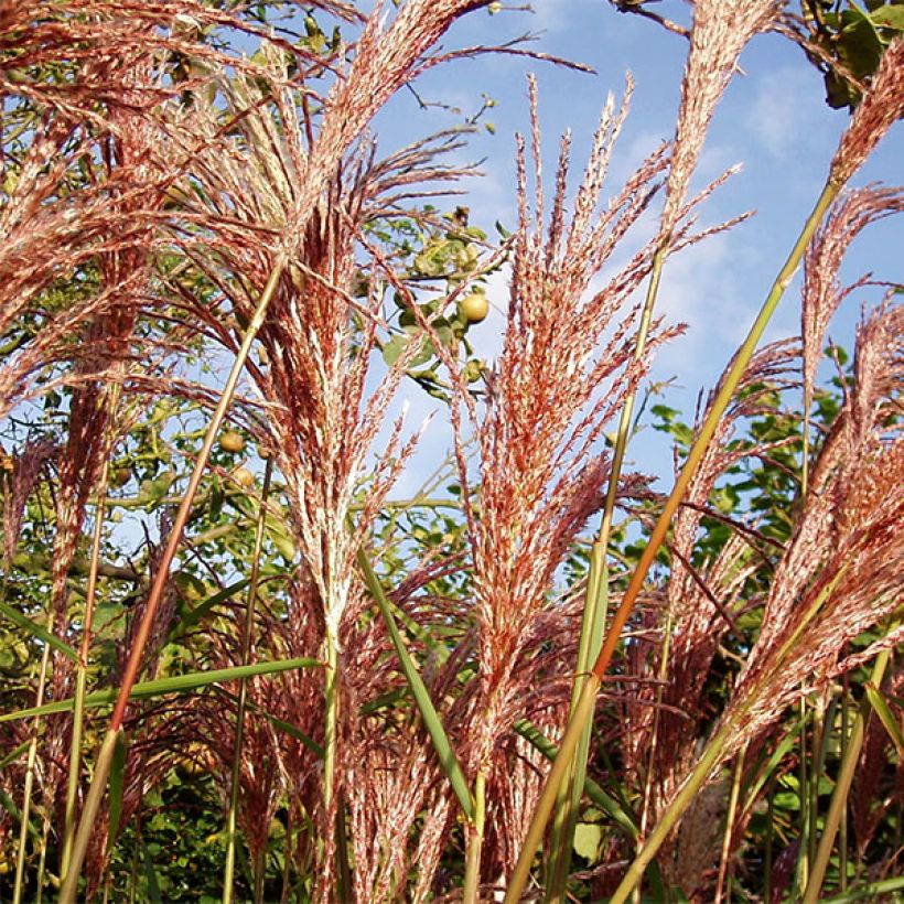 Miscanthus sinensis Sirene (Follaje)