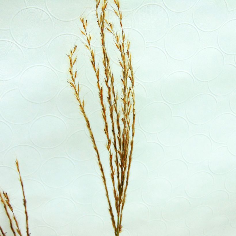 Miscanthus sinensis Sirene (Floración)