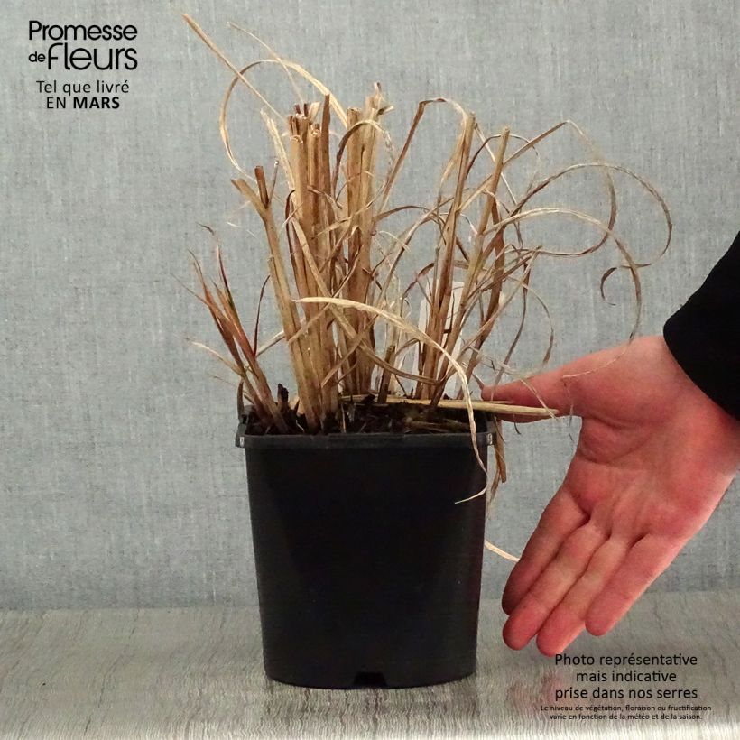 Miscanthus sinensis Strictus - Roseau de Chine en pot de 2L/3L Ejemplar entregado en invierno