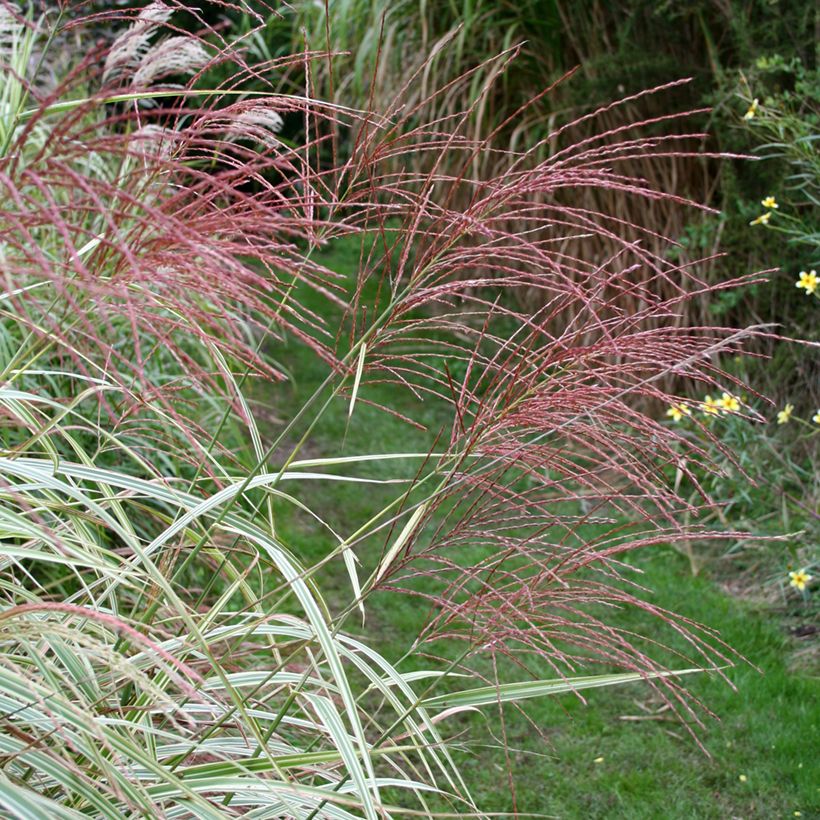 Miscanthus sinensis Variegatus (Floración)