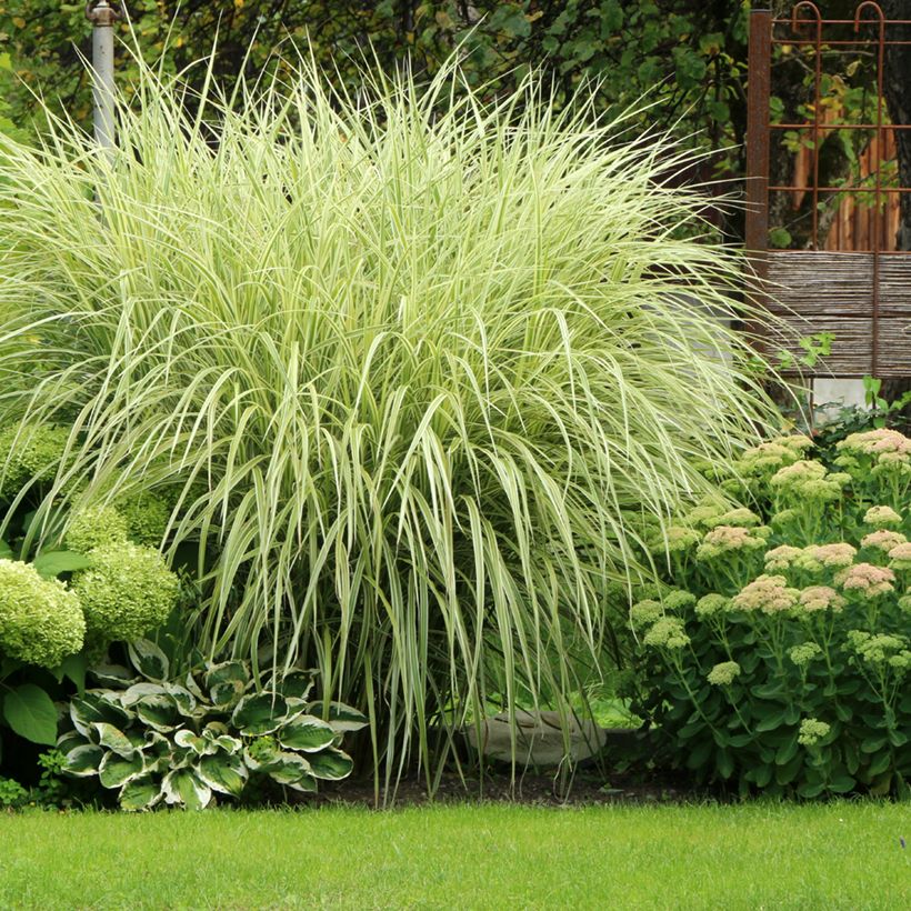 Miscanthus sinensis Variegatus (Porte)