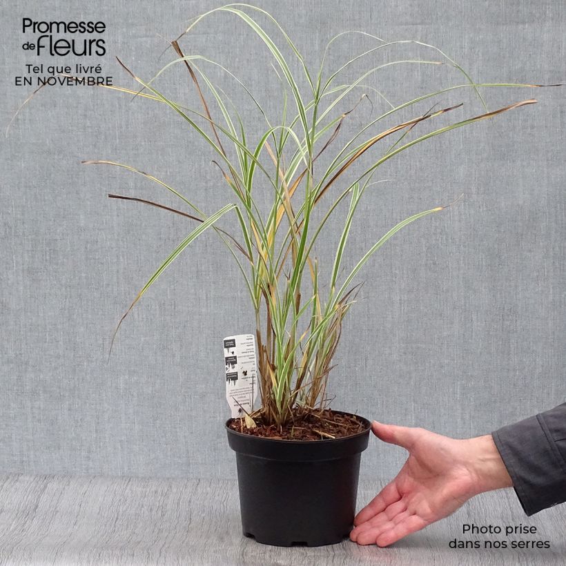 Ejemplar de Miscanthus sinensis Variegatus - Roseau de Chine en pot de 2L/3L entregado en otoño