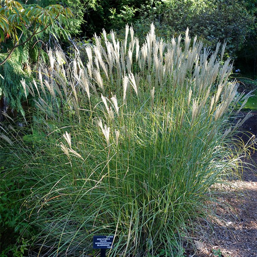 Miscanthus transmorrisonensis (Porte)