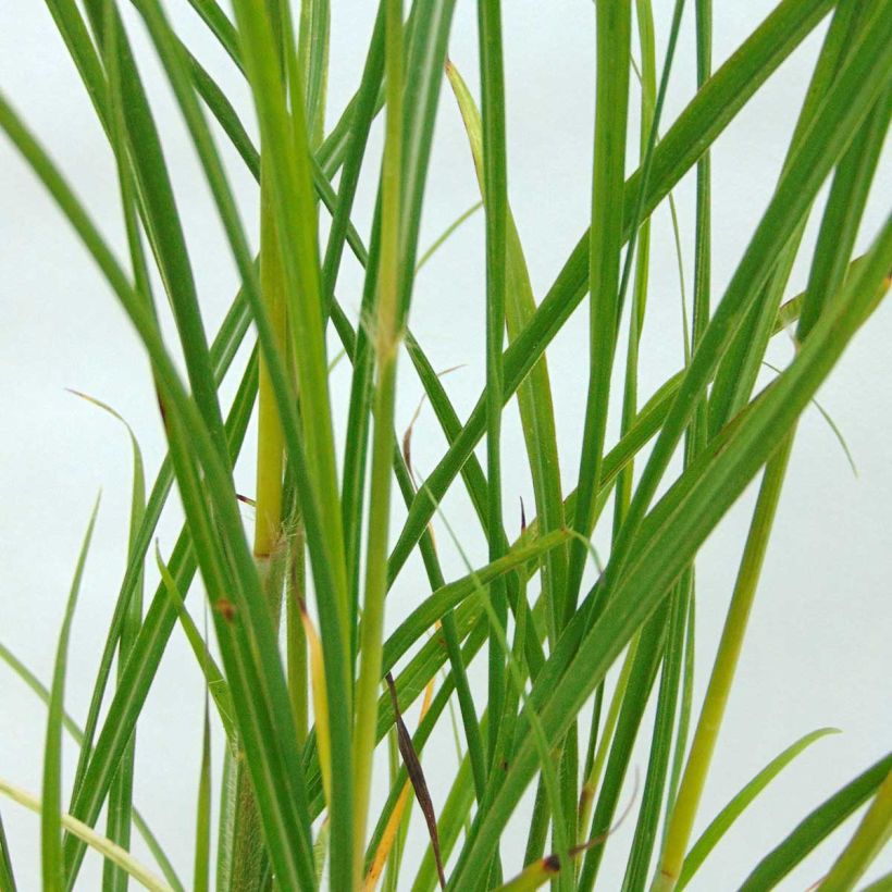 Miscanthus transmorrisonensis (Follaje)