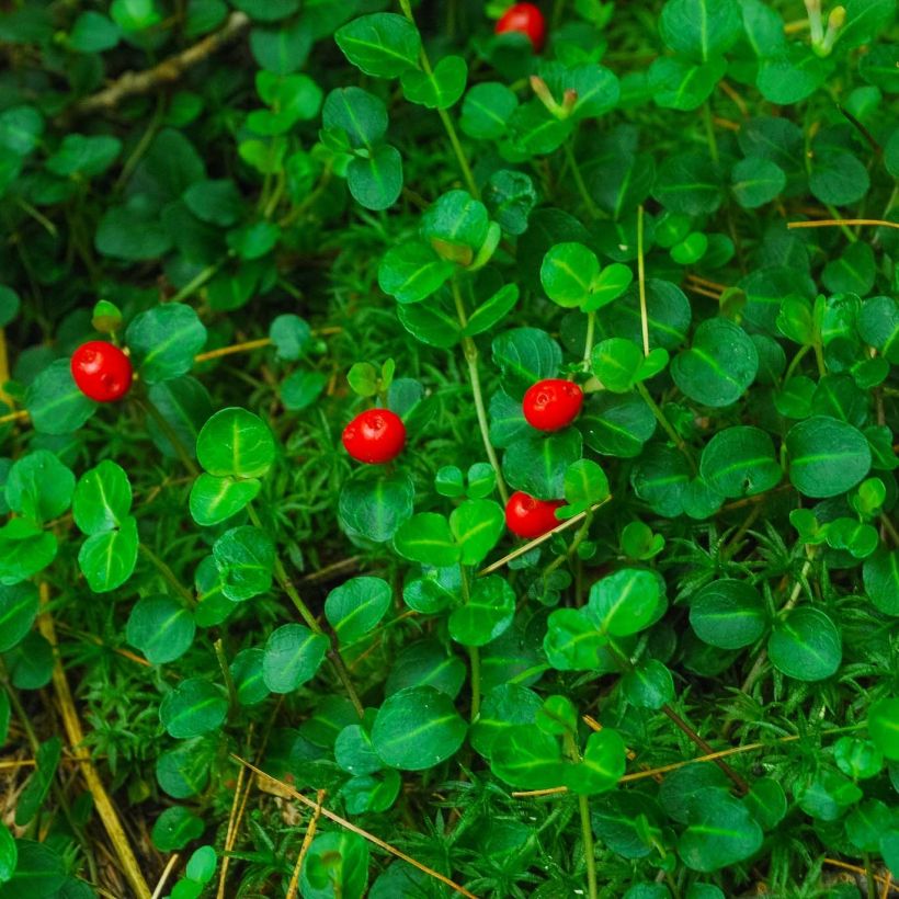 Mitchella repens (Follaje)