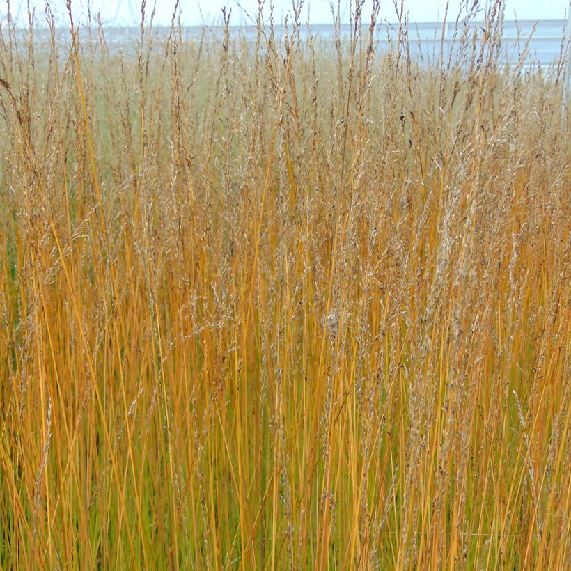 Molinia caerulea Edith Dudszus - Boja (Floración)