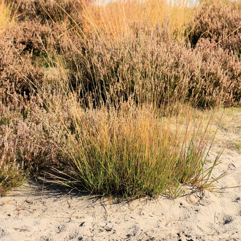 Molinia caerulea Moorflamme - Boja (Porte)