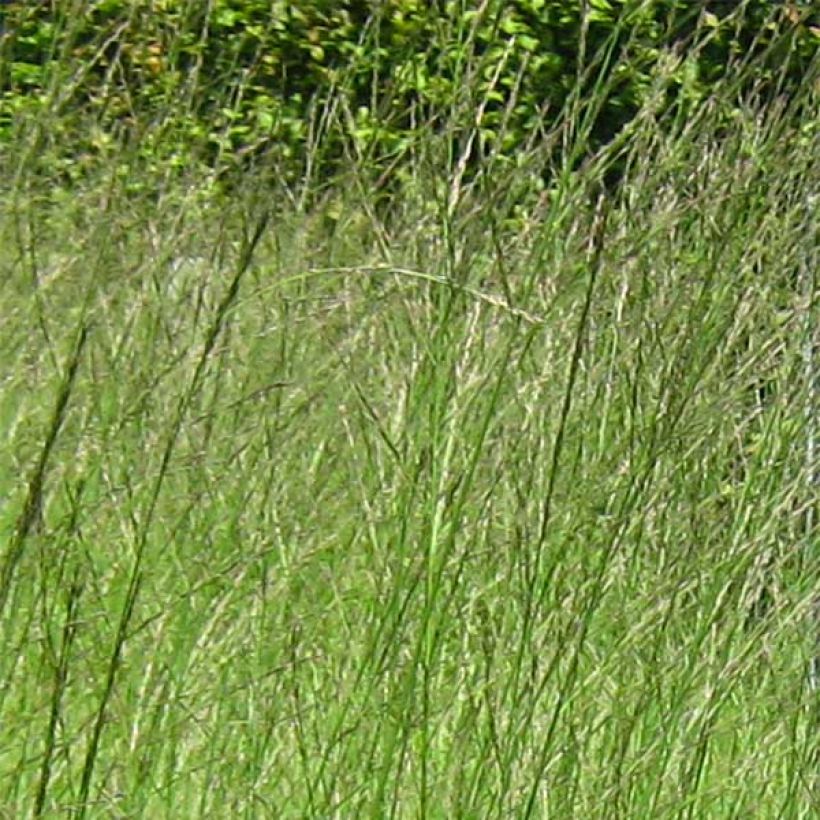 Molinia Skyracer - Boja (Floración)