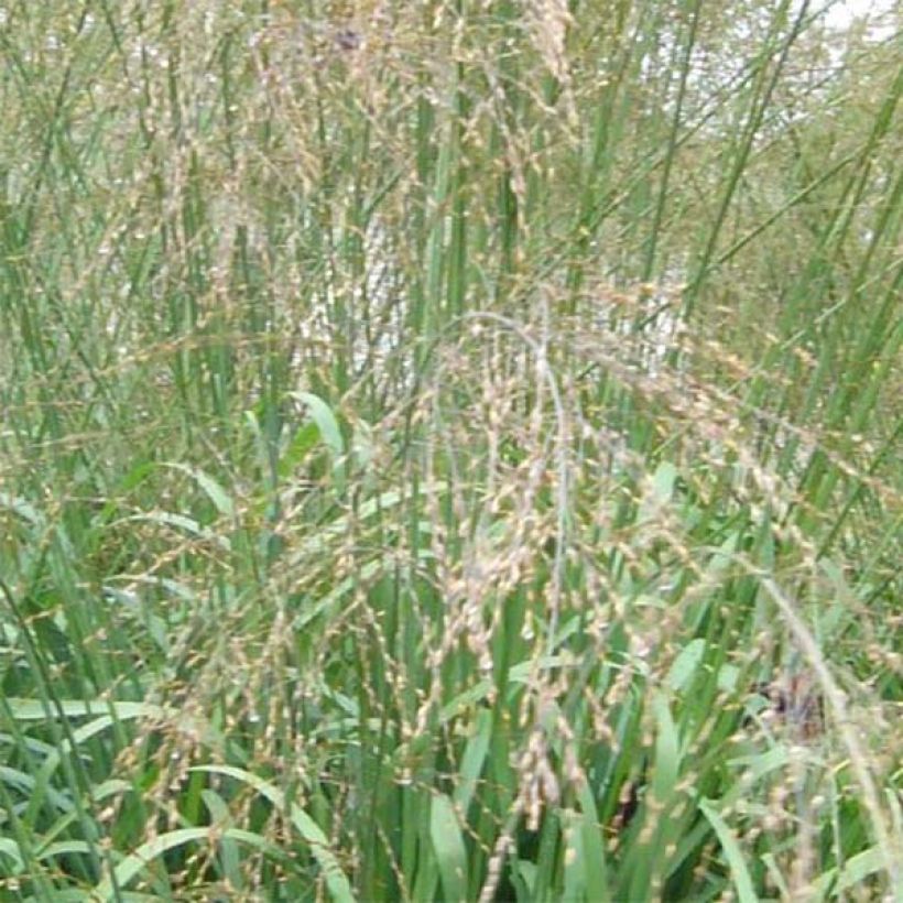 Molinia Transparent - Boja (Floración)