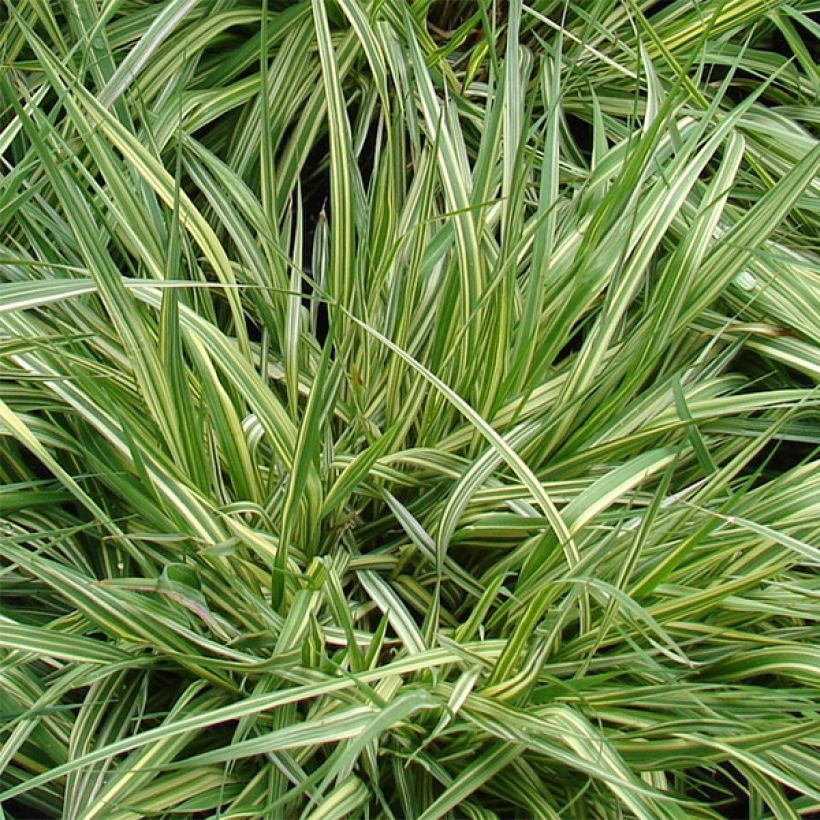 Molinia Variegata - Boja (Follaje)