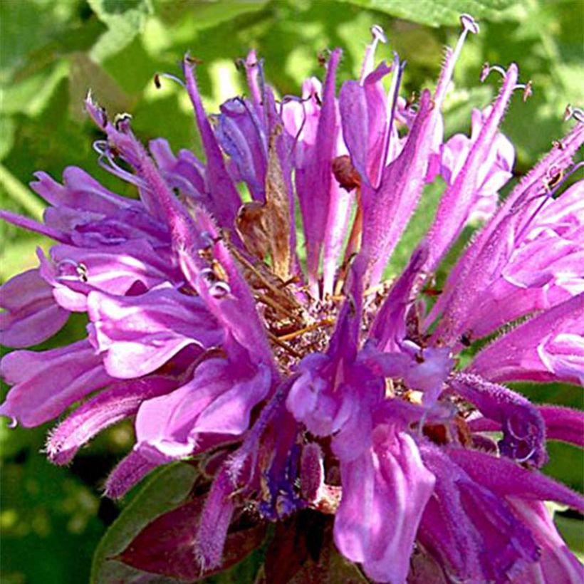 Monarda fistulosa Tetraploid - Bergamota silvestre (Floración)