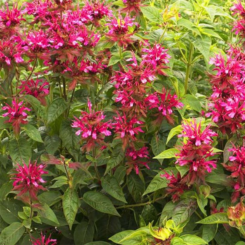 Monarda didyma Dancing Bird - Bergamota silvestre (Floración)