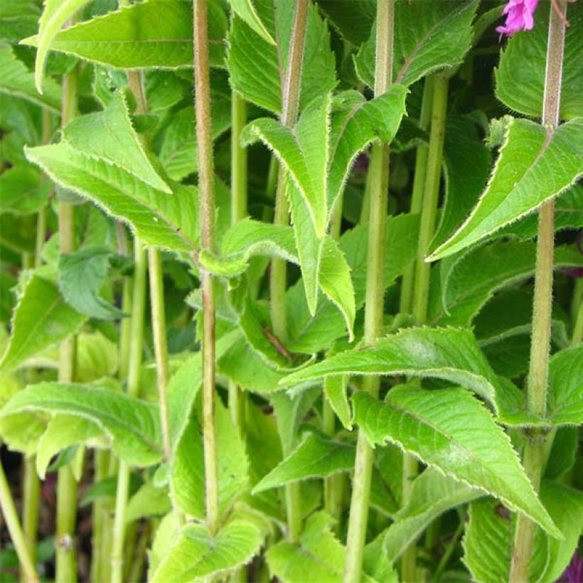 Monarda Purple Lace - Bergamota silvestre (Follaje)