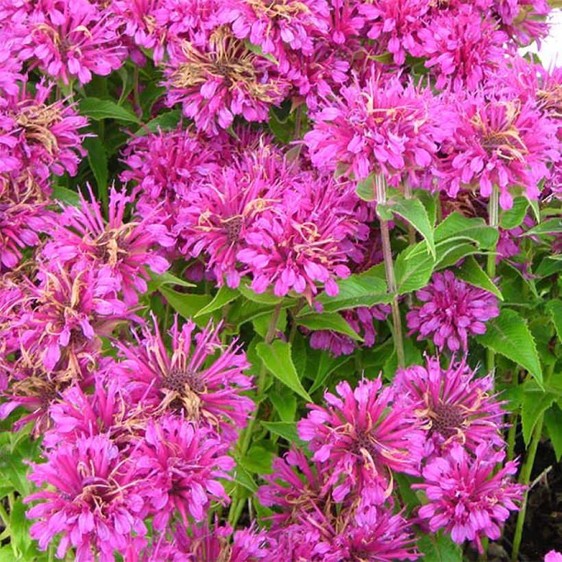 Monarda Purple Lace - Bergamota silvestre (Floración)