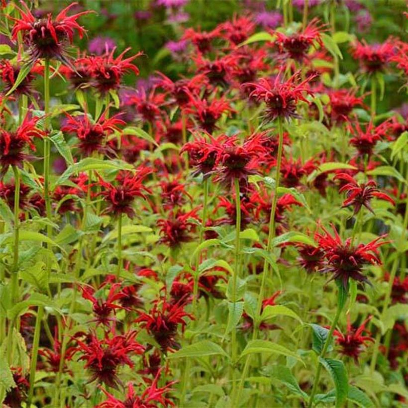 Monarda Squaw - Bergamota silvestre (Floración)