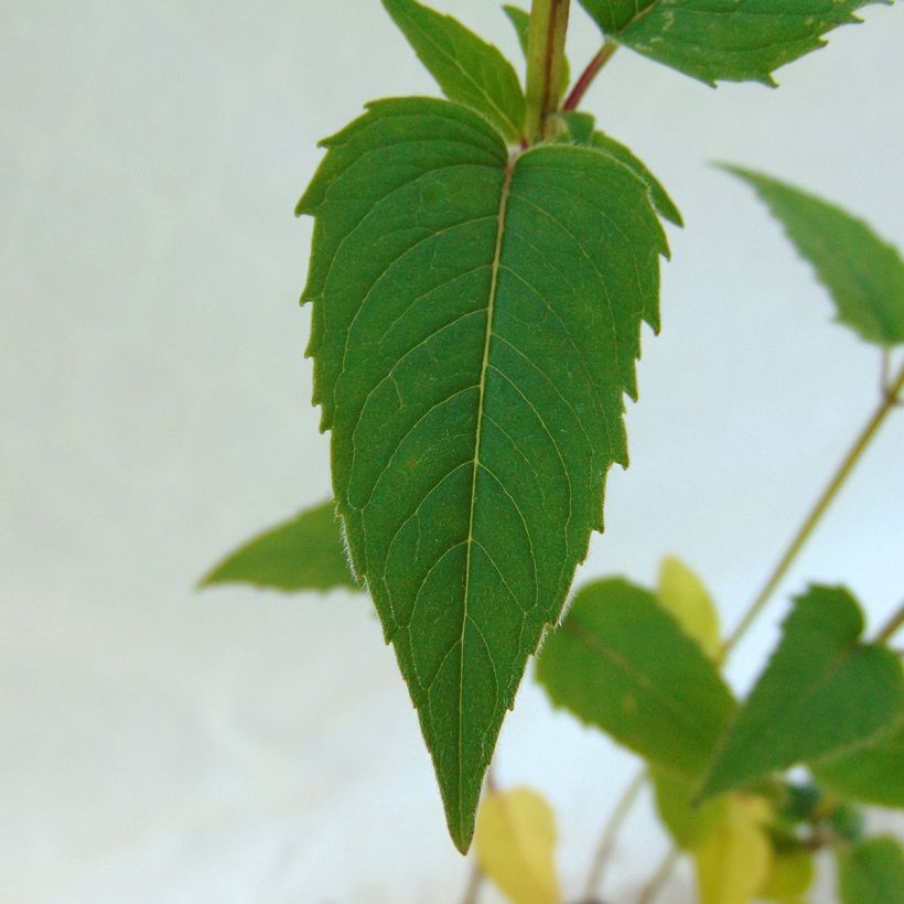 Bergamota silvestre - Monarda fistulosa subsp.menthifolia (Follaje)