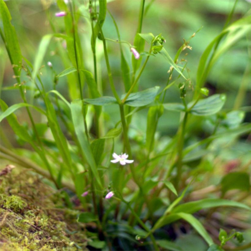 Claytonia sibirica - Belleza siberiana de primavera (Follaje)