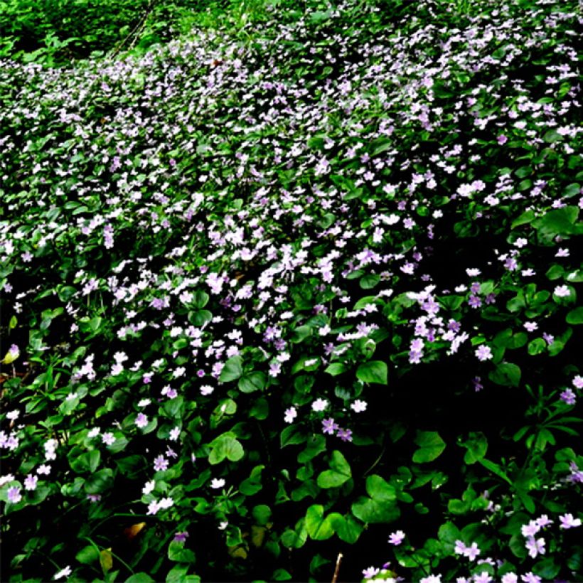 Claytonia sibirica - Belleza siberiana de primavera (Floración)