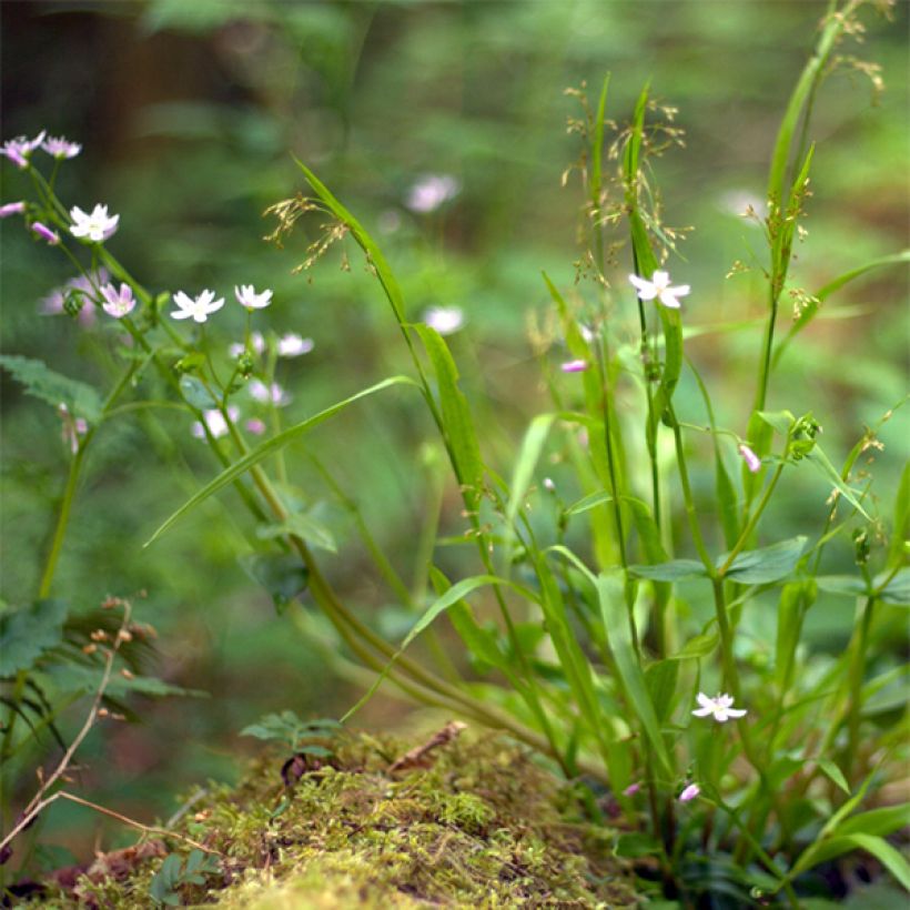 Claytonia sibirica - Belleza siberiana de primavera (Porte)