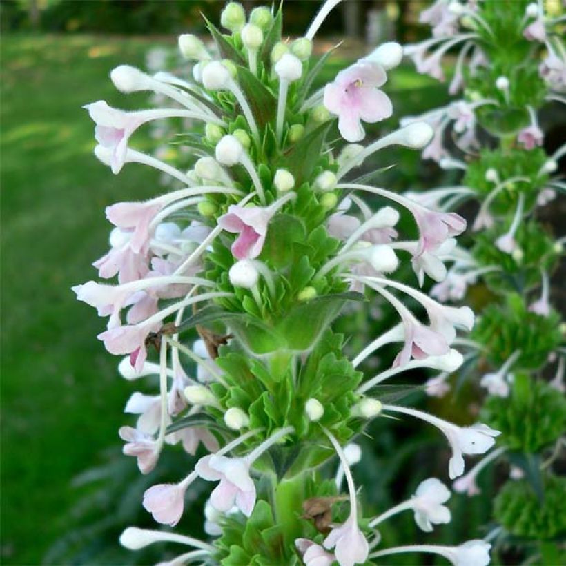 Morina longifolia (Floración)