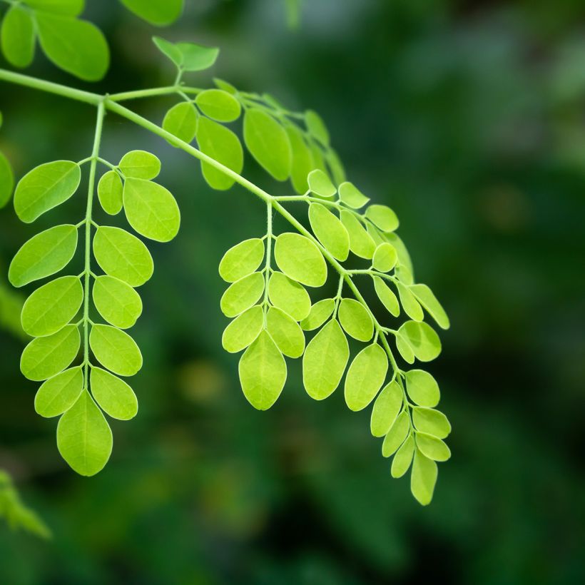 Moringa oleifera (Follaje)