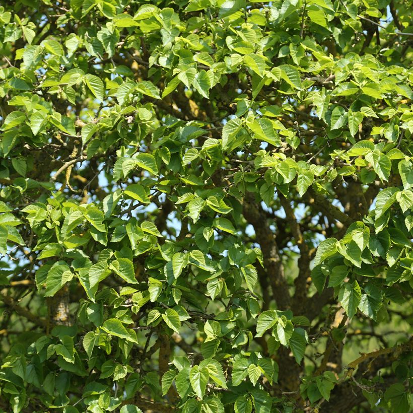 Morus alba Nana - Murier blanc nain (Follaje)