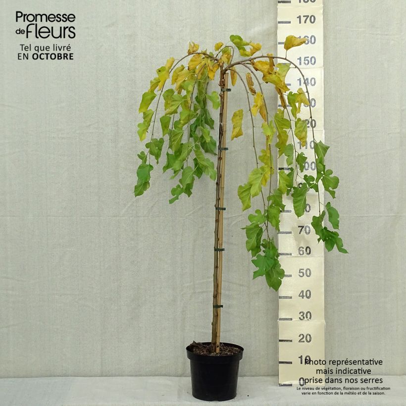 Ejemplar de Morus alba Pendula - Mûrier blanc pleureur Pot de 7.5L Tige entregado en otoño