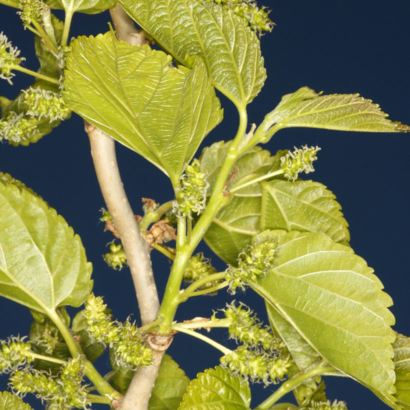 Morus latifolia Spirata - Mûrier à larges feuilles tortueux (Follaje)