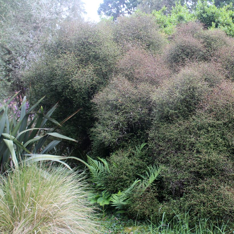 Muehlenbeckia astonii - Enredadera de alambre (Porte)