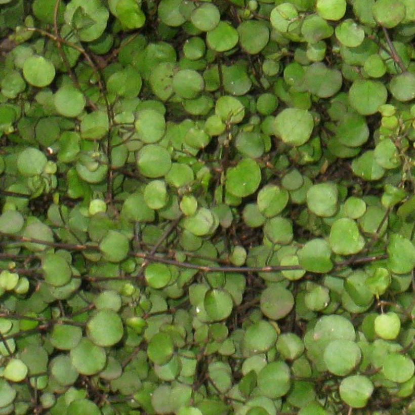 Muehlenbeckia axillaris - Enredadera de alambre (Follaje)