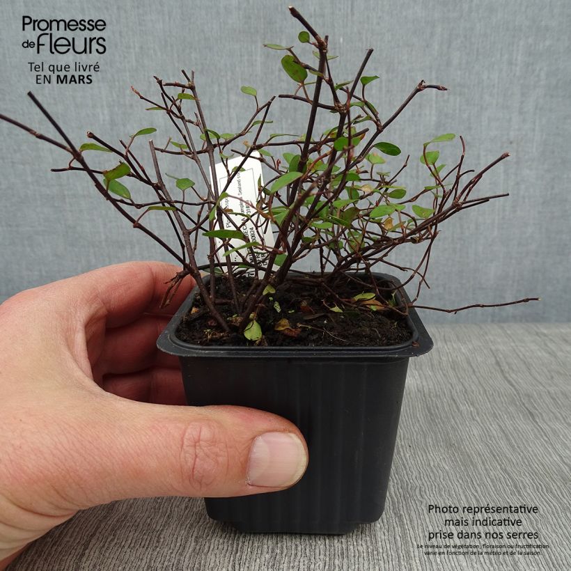 Muehlenbeckia complexa Sealand Compact Godet de 9cm Ejemplar entregado en invierno