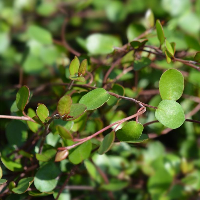 Muehlenbeckia complexa Sealand Compact - Enredadera de alambre (Follaje)