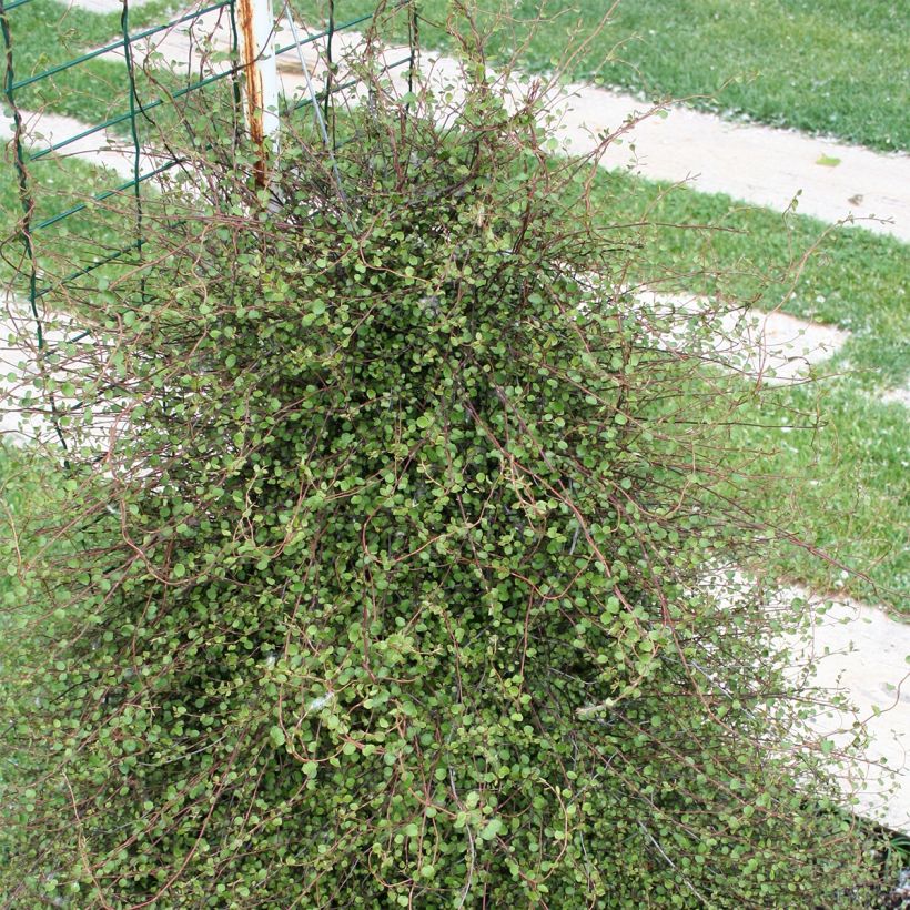 Muehlenbeckia complexa - Enredadera de alambre (Porte)