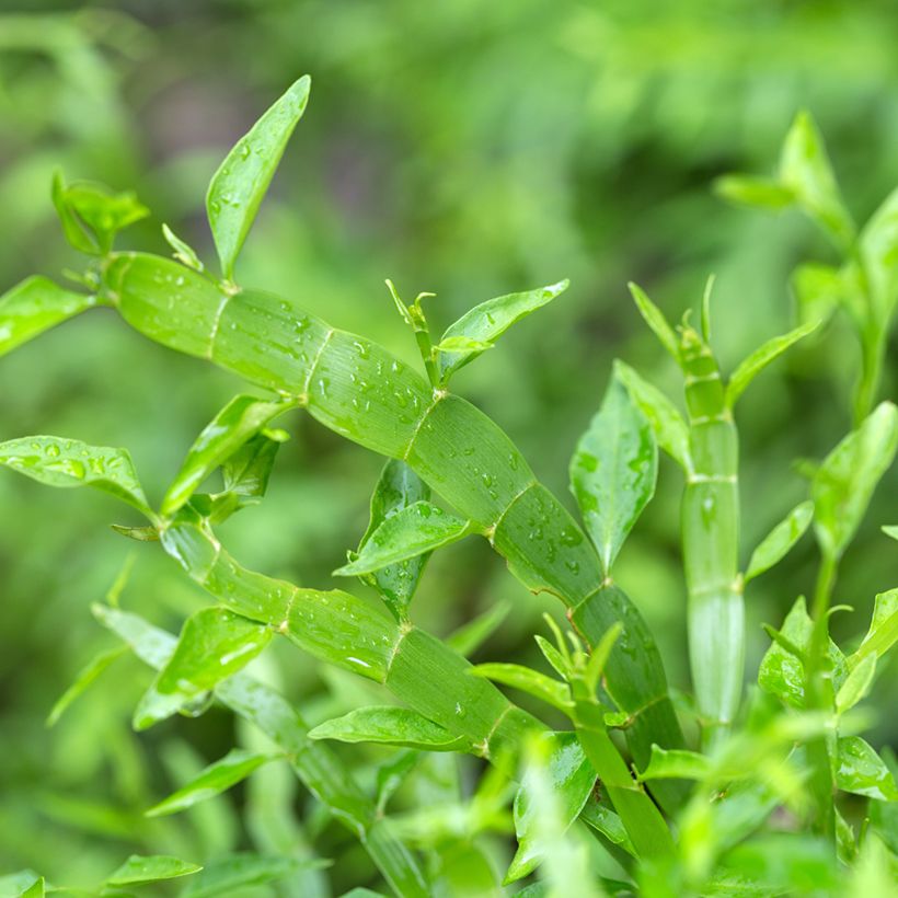 Muehlenbeckia platyclada (Follaje)