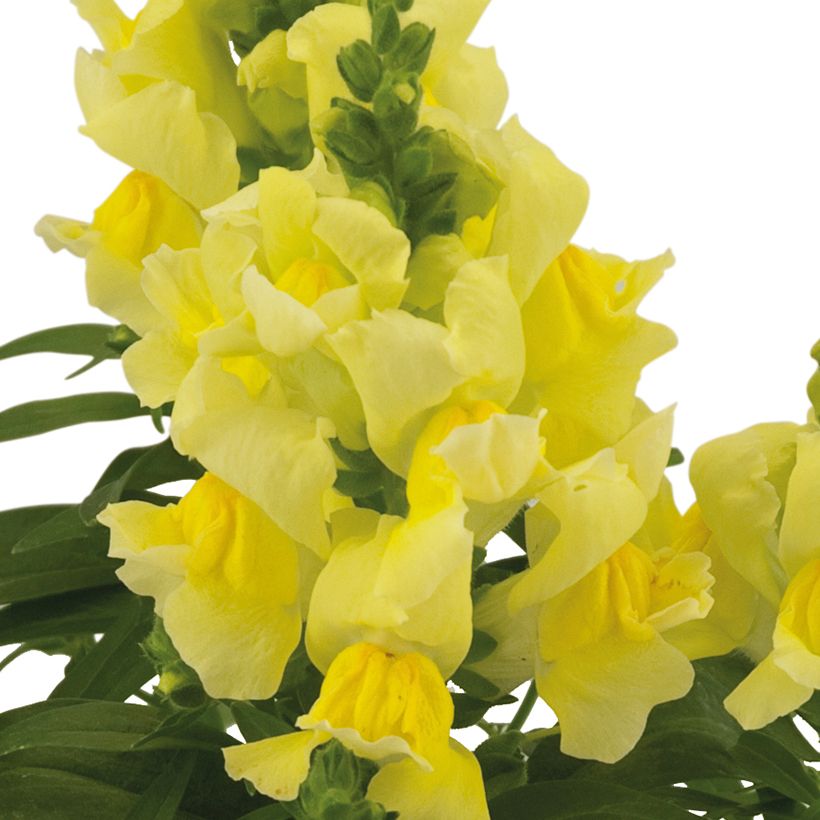 Antirrhinum Dazzling Lips Lemon (Floración)