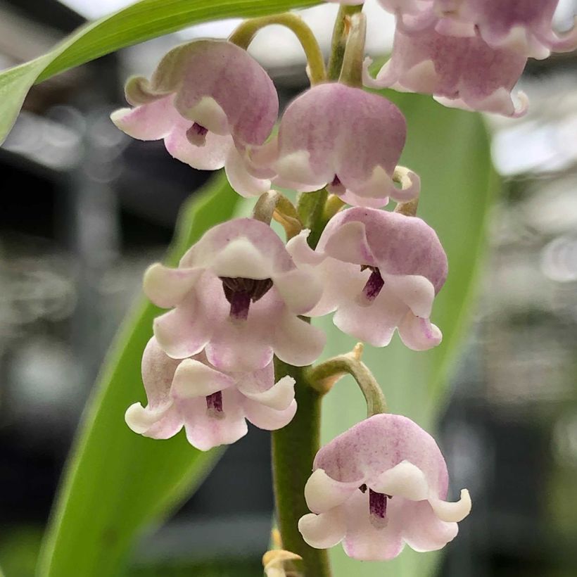 Convallaria majalis Rosea - Lirio de los valles (Floración)