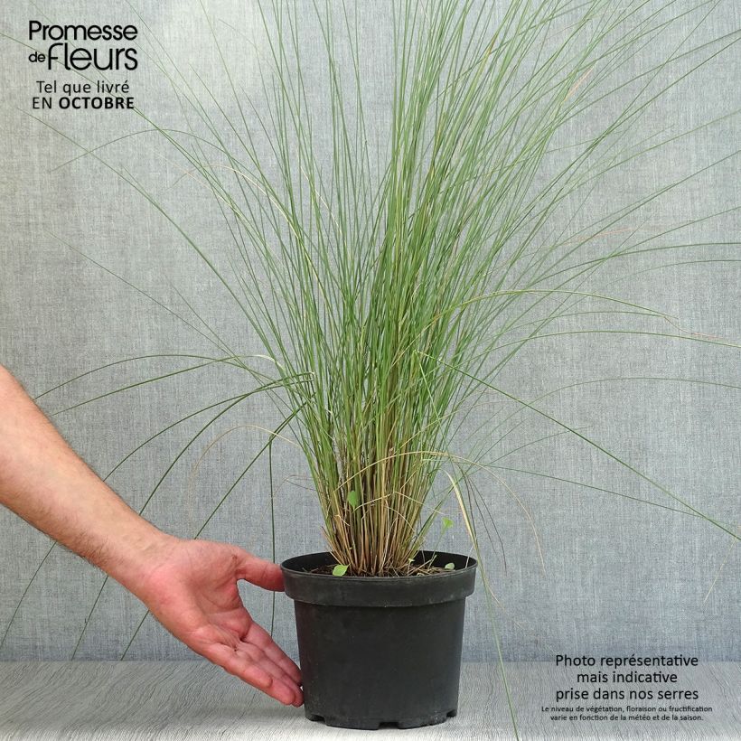 Ejemplar de Muhlenbergia capillaris en pot de 2/3 litres entregado en otoño