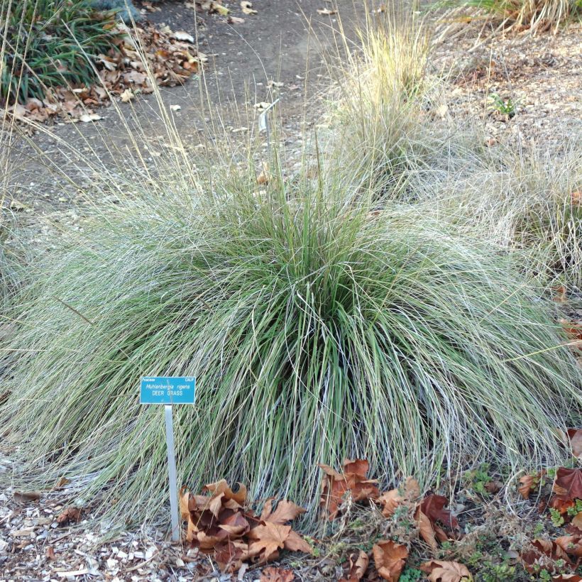 Muhlenbergia rigens (Porte)