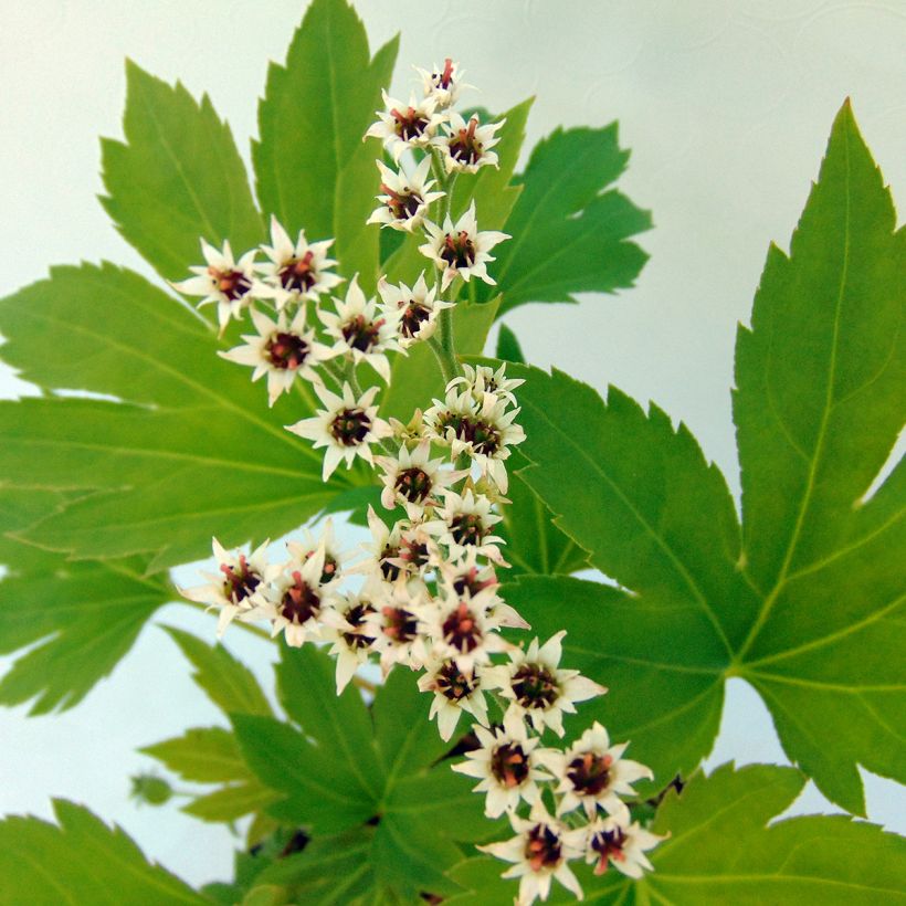 Mukdenia rossii Crimson Fans (Floración)