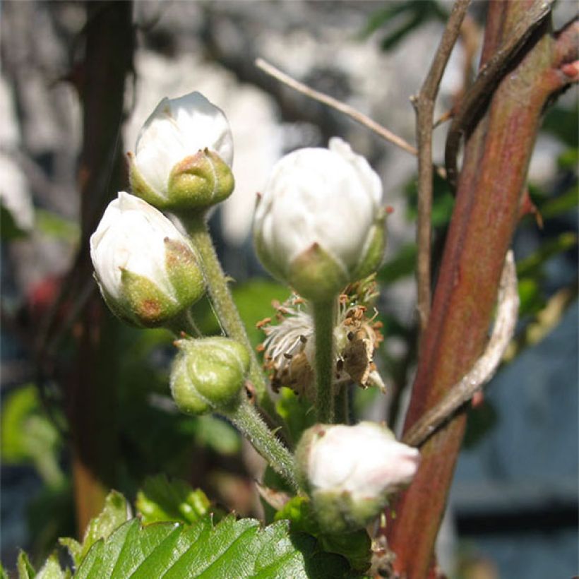 Zarzamora Loganberry (Floración)