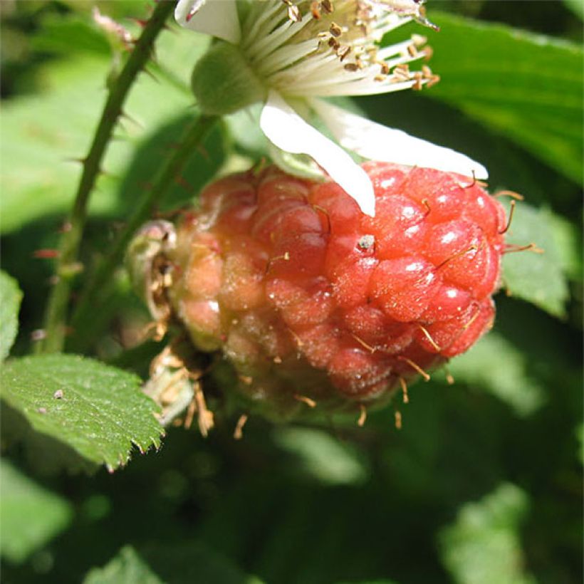 Zarzamora Loganberry (Cosecha)