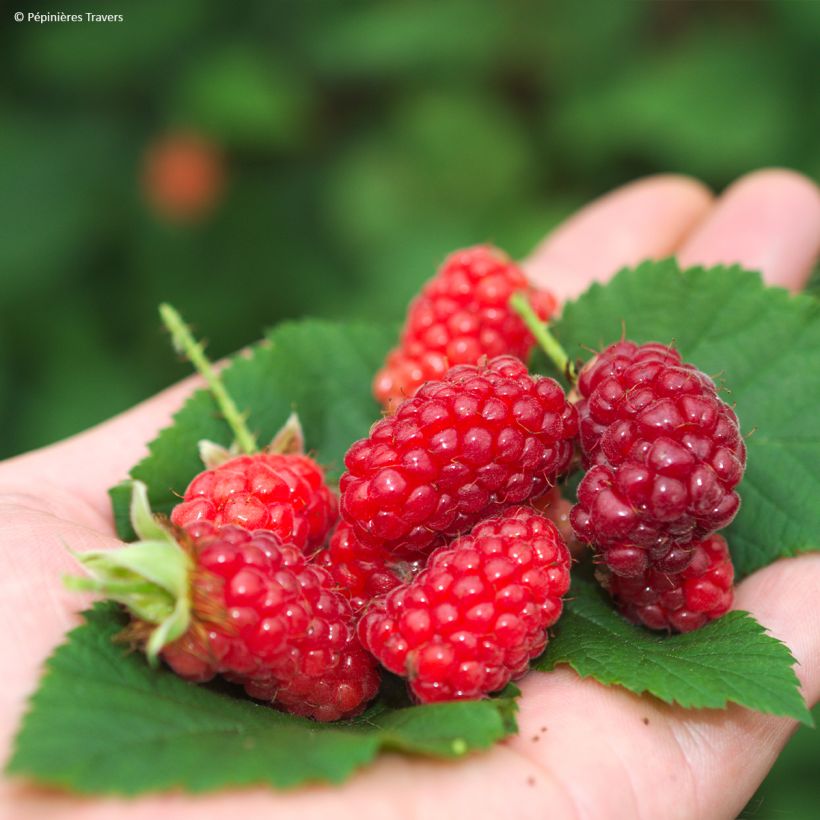 Zarzamora tayberry Bounty Berry (Cosecha)